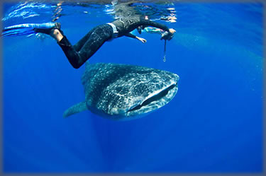 Whale Sharks in the Yucatan