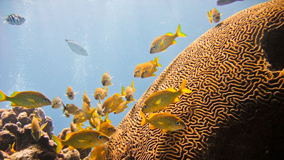 Costa Maya Snorel Adventure