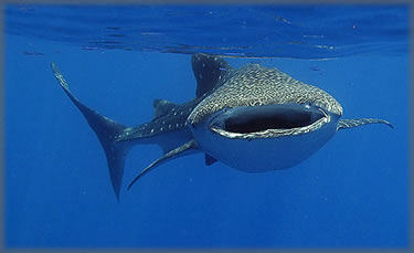 Swimming with the Whale Sharks at Punta Sam