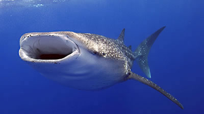 Swim With the Whale Sharks - Playa del Carmen